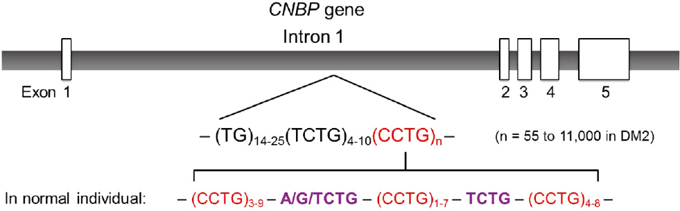 Figure 1: CCTG repeats in intron 1 of the CNBP gene.For DM2 patients, the CCTG repeat tract is uninterrupted and the repeat length can vary between 55 and ~11 000 repeats. For normal individuals, the CCTG repeat tract is interrupted by A/G/TCTG motifs, making the tract contains short segments of CCTG repeats.