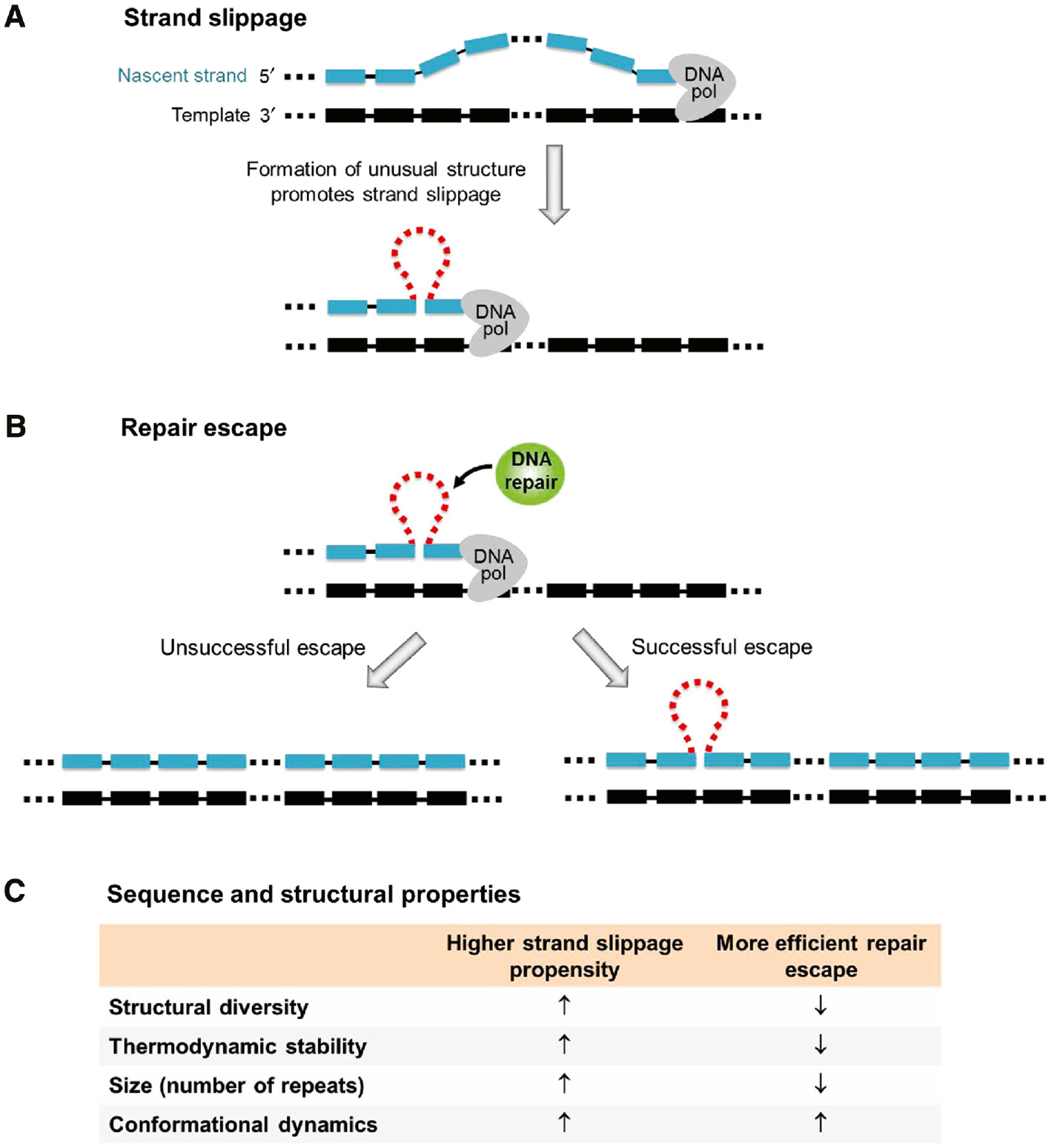 Figure 2: A proposed pathway of repeat expansion during DNA replication.(A) Slippage occurs at the 3′-terminal of the nascent strand. The formation of an unusual structure promotes strand slippage via stabilizing the slipped strand. (B) Repeat expansion occurs if the unusual structure successfully escapes from DNA repair. (C) This table summarizes the sequence and structural properties that lead to a higher strand slippage propensity and more efficient repair escape.