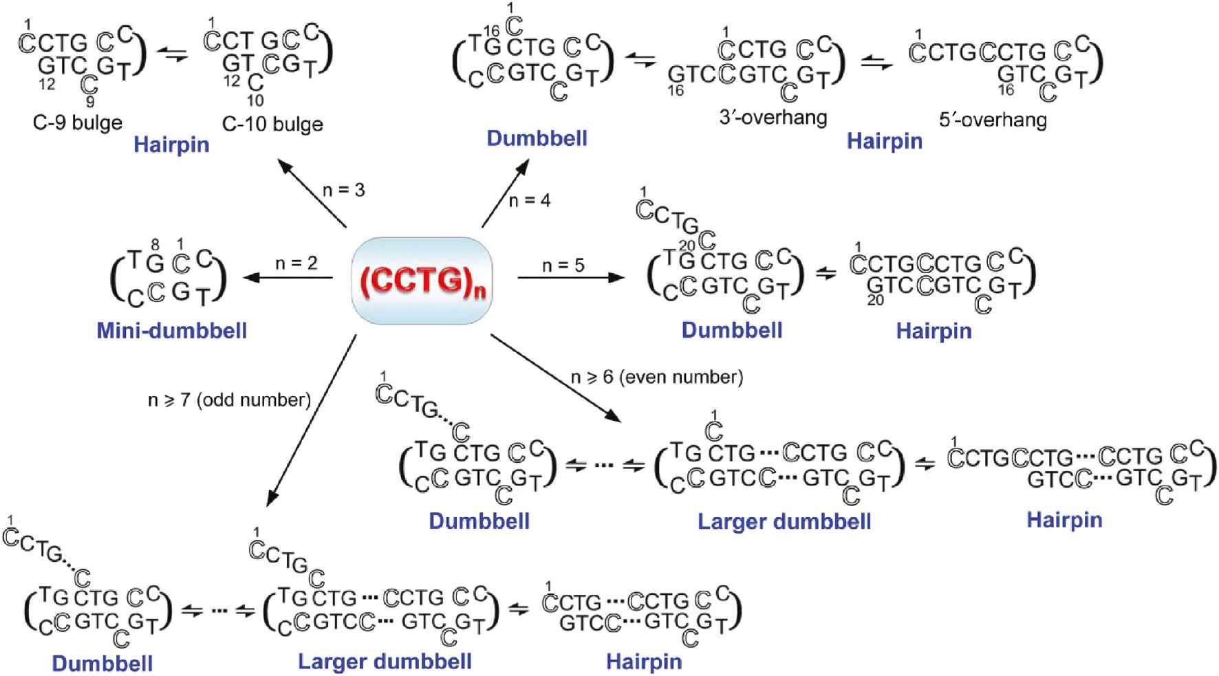 Figure 3: A summary of the diverse unusual structures formed by CCTG repeats.Depending on the repeat length, CCTG repeats can adopt MDB, hairpin and/or dumbbell structures. For better illustrating the participation of each repeat in the unusual structures, an outlined font is used for the first cytosine residue of each repeat.