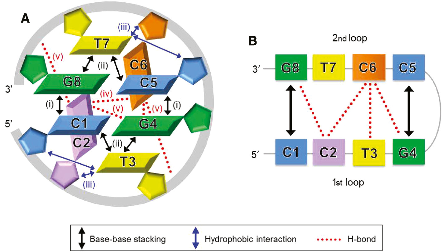 Figure 4: A schematic representation of the MDB structure formed by two CCTG repeats.(A) Five types of stabilizing interactions are present in this MDB, including (i) the stacking between C1-G4 and C5-G8 base pairs, (ii) the stacking between T3/T7 and its loop-closing base pair, (iii) the hydrophobic interactions between T3/T7 and its two preceding residues, (iv) the hydrogen bond(s) between C2 and C6, and (v) the hydrogen bonds between C2/C6 and the loop-closing base pairs/phosphodiester backbone. (B) Extensive loop-loop interactions, including the stacking between the two loop-closing base pairs, the hydrogen bonds between C2 and C6/G8, and between C6 and T3/G4, are present in this MDB.