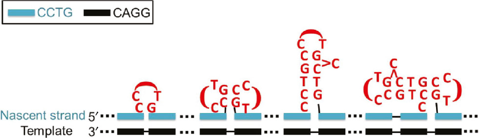 Figure 6: Multiple unusual CCTG structures can co-exist in the nascent strand.The presence of one or more of these unusual CCTG structures can lead to any sizes of repeat expansion.