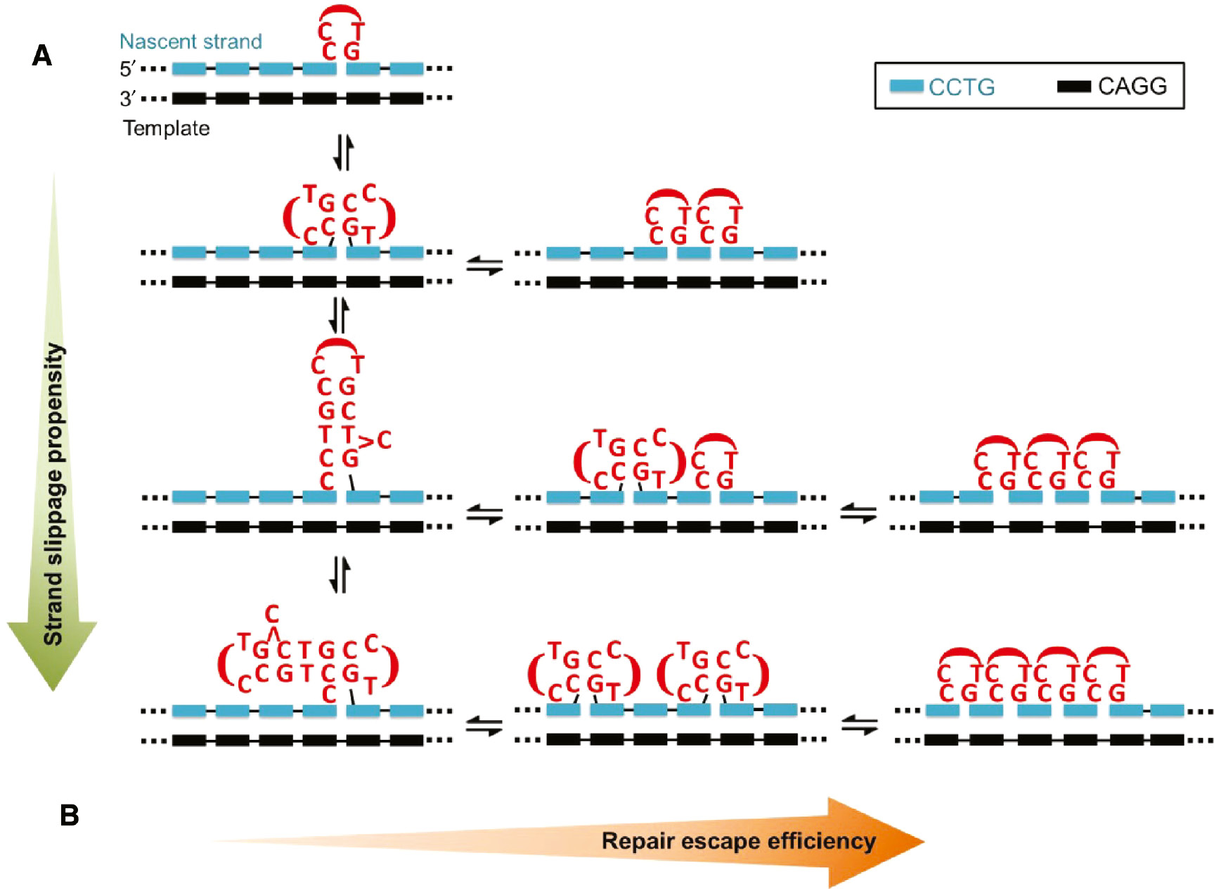 Figure 7: Interconversion between different types of unusual CCTG structures.(A) Conversion to a larger and more stable unusual structure will lead to a higher propensity of strand slippage. (B) Conversion from a larger unusual structure to multiple smaller structures will bring about more efficient repair escape.