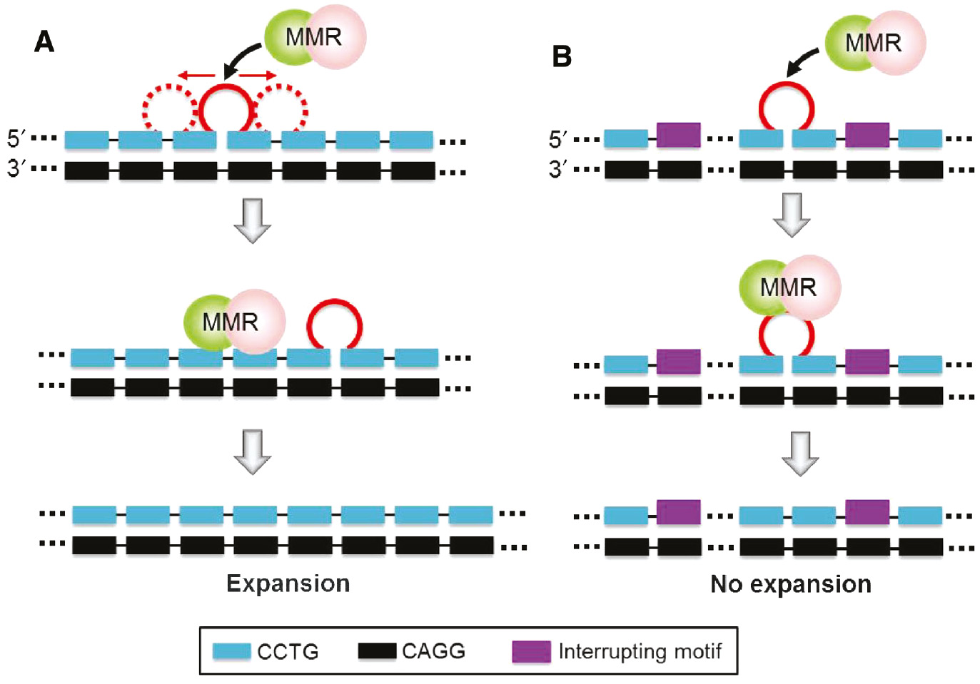 Figure 8: Shifting of the mini-loop provides more efficient escape from MMR.(A) In the uninterrupted CCTG repeat tract of DM2 patients, the mini-loop can shift in both the 5′ and 3′ directions, making it more easily to escape from MMR. (B) In normal individuals, the presence of interrupting motif(s) in the CCTG repeat tract will hinder the shifting of mini-loop. Thereby, the mini-loop can be recognized and removed more efficiently by the MMR proteins.