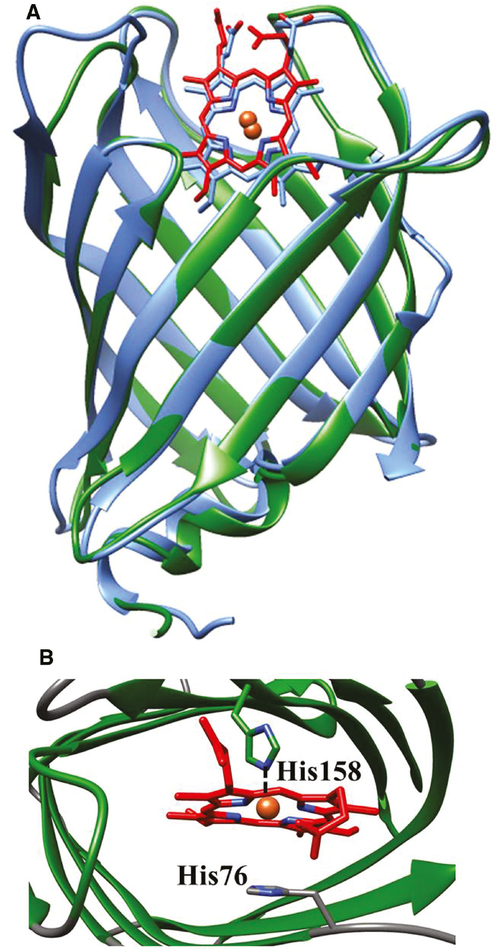 Figure 5: Superimposition of the three-dimensional structures of At-Nb (in green and red) and Hs-Nb (in blue) (panel A; ID PDB code: 3EMM and 3IA8, respectively) and some details of the ligand-free heme pocket of At-Nb (panel B; ID PDB code: 3EMM).The proximal His158 and the distal His76 residues are shown.