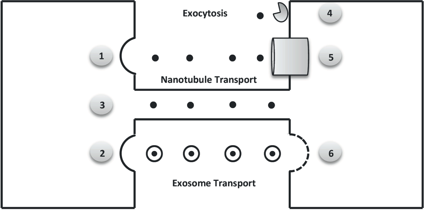 Figure 1 Schematic drawing of possible mechanims for Tau spreading: 1) exocytosis, 2) exosome release and 3) tunneling nanotubules (see the end of the Section “cellular uptake of Tau”); and for Tau uptake through: 4) dynamin-mediated endocytosis, 5) M1/M3-mediated receptors and 6) proteoglycas-mediated macropinocytosis.
