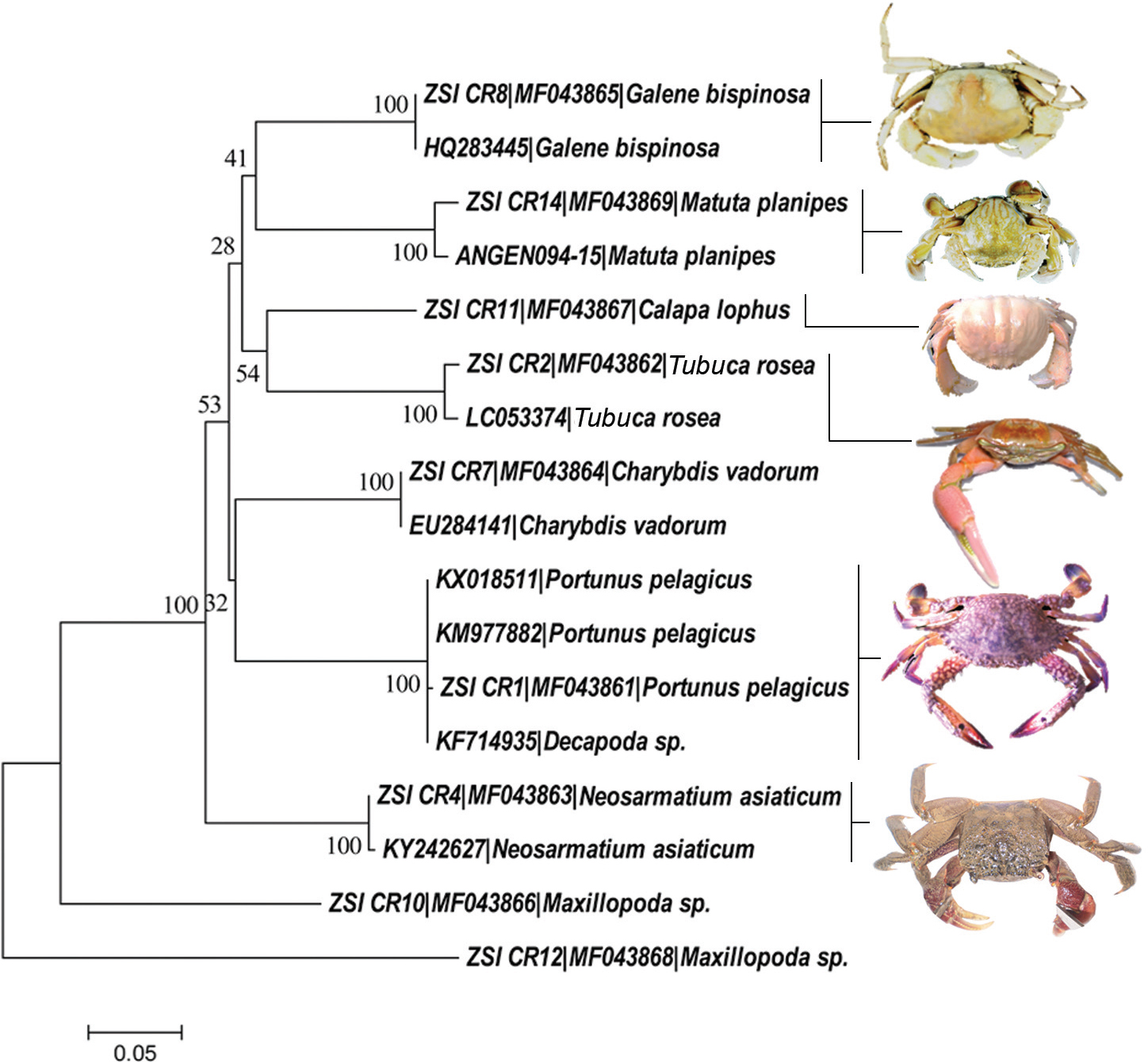 Figure 2 Neighbour-Joining tree of the studied crab species. Bootstrap supports are mentioned in each node. Voucher IDs, GenBank accession numbers, and species name are indicated within parentheses. Photographs of Crab species taken by the first author are superimposed on the tree.