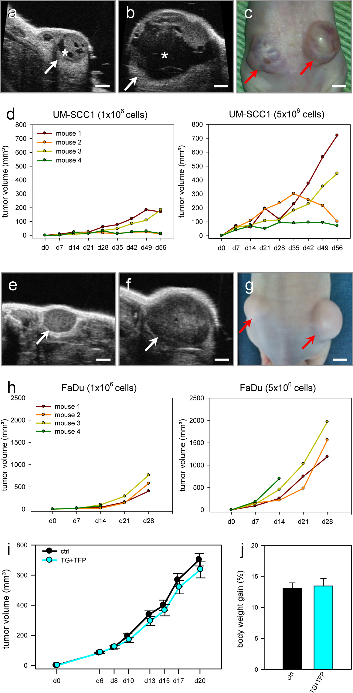 Figure 2 Ultrasound imaging and stereomicroscopic imaging of subcutaneous flank tumors (arrow) after UM-SCC1 (a-d) and FaDu (e-h) cell inoculation in athymic nude mice. The inoculated cell number for each cell line was 1× 106 tumor cells in the left flank (a,e) and 5× 106 tumor cells in the right flank (b,f) of the animals. Note the UM-SCC1 cell tumors developed cysts, which hindered a reliable calculation of the solid tumor mass (asterisk, a-c). In contrast the FaDu cell tumors grew faster and showed a solid tumor mass throughout the tumor (e-g). i-j: Tumor volume measured by caliper three weeks after 1× 106 FaDu tumor cells were inoculated in both flanks of 12 vehicle-treated athymic nude mice and 12 athymic nude mice treated with 0.8 mg/kg i.v. Thapsigargin (TG) and 0.5 mg/kg i.p. Trifluoperazine (TFP) three times per week (i). The body weight gain of the mice during the observation time is shown at day 20 (j). Scale bars: 2 mm (a, b), 4 mm (c), 1.7 mm (e, f), and 5 mm (g).