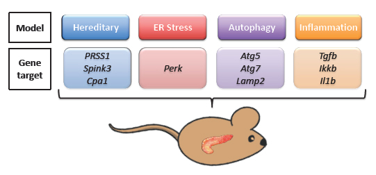 Figure 1 Summary of common genetically engineered mouse models of pancreatitis