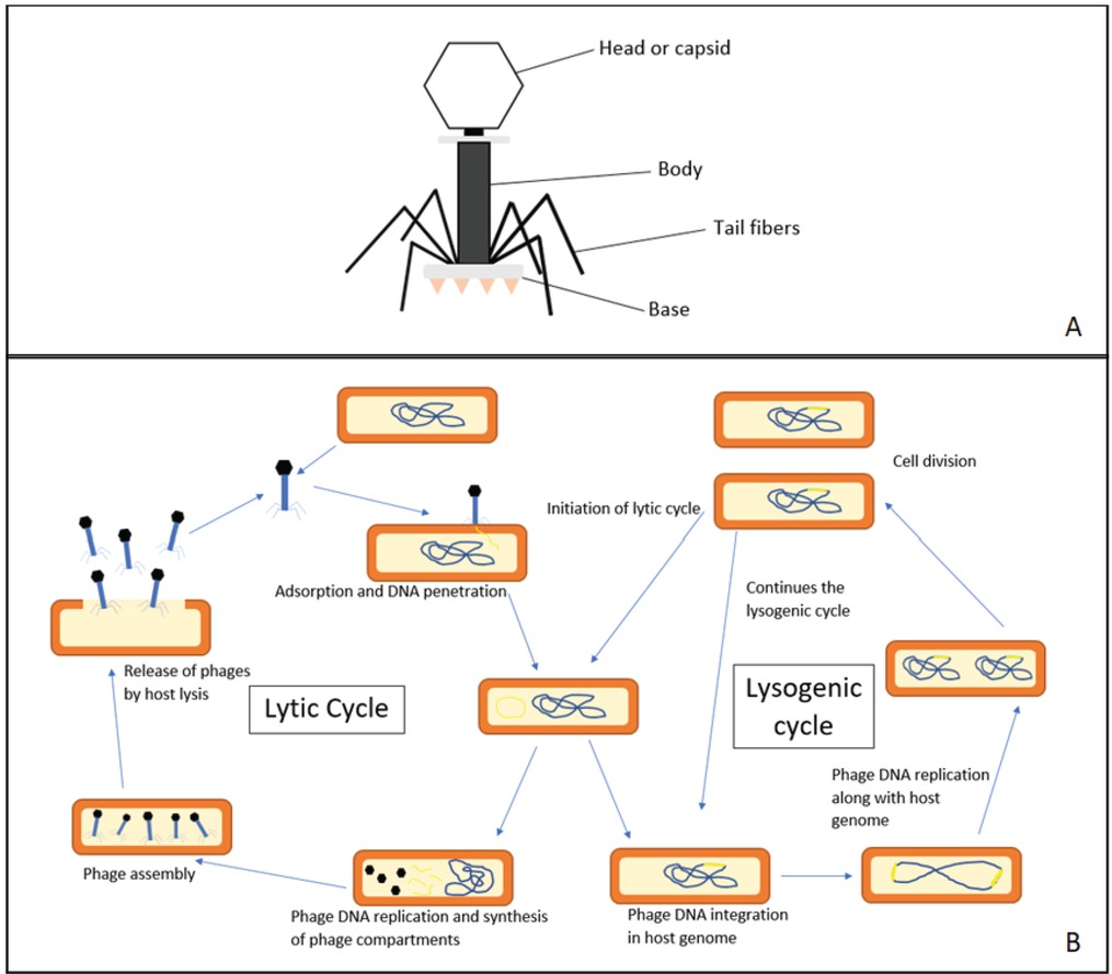 Figure 1 Bacteriophage and its life cycle. (A) The structure of a tailed bacteriophage; (B) The phage life cycle: lytic and lysogenic cycle.