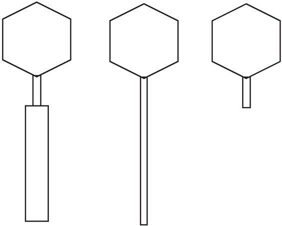 Figure 5 A diagram to show the three most common tailed bacteriophage morphotypes: Myoviridae (left), Siphoviridae (middle), and Podoviridae (right).