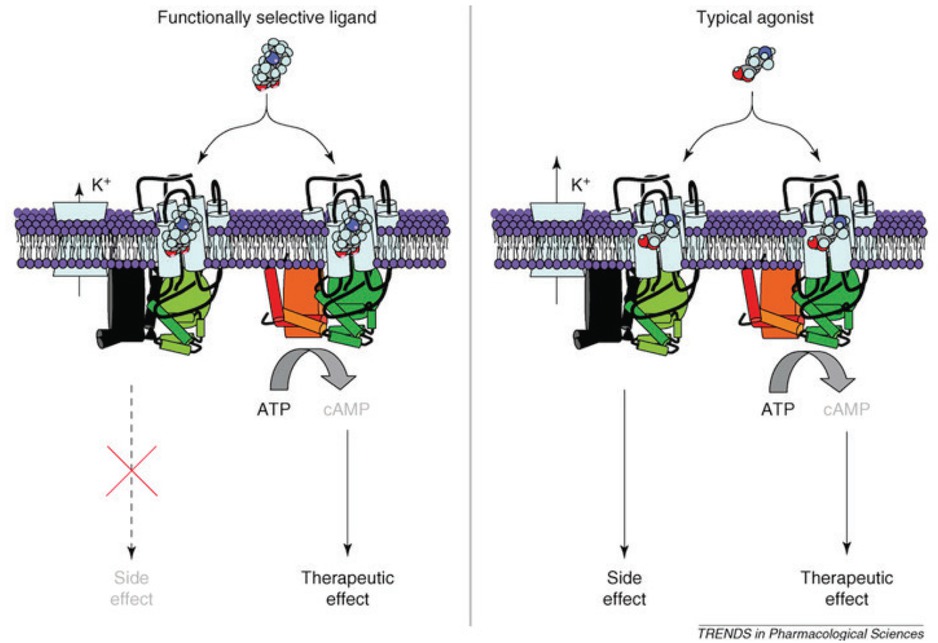 Figure 1 A scheme on functional selectivity based on differential agonist bias. Taken from (13)(fig. 2), with permission.
