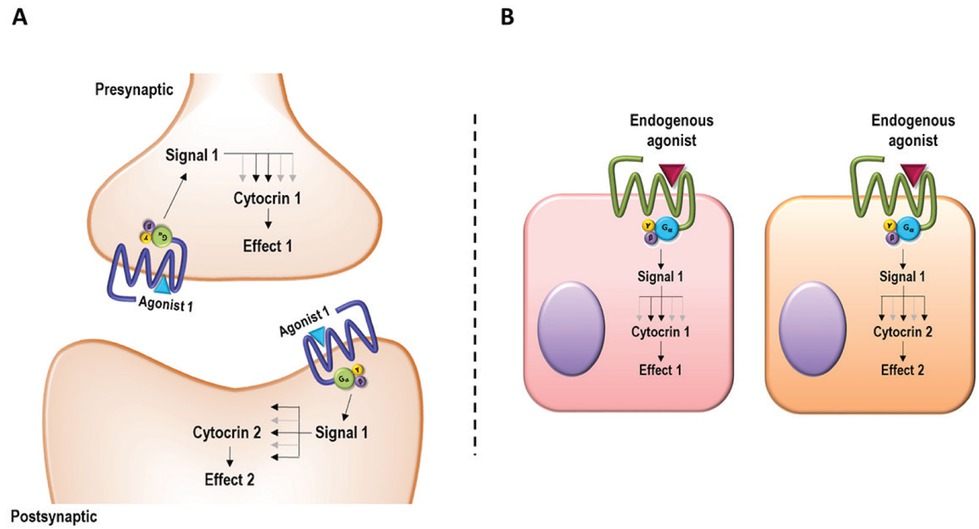 Figure 2 Scheme of differential effects underscored by a given receptor and a given agonist in two locations of a cell or in two different cells. Depending on the cytocrin pathways/mechanisms (see (25)) engaged after activation of a single receptor and a single pathway (e.g. the cAMP-dependent pathway), the effect may be different. Panel A: Biased receptor functionality in a neuron taking into account the same agonist and the same receptor located pre- versus postsynaptically. Panel B: Biased receptor functionality in two different cells in which the same agonist, the same receptor and the same pathway (e.g. the cAMP-dependent pathway) engages two different cytocrin pathways/mechanisms.