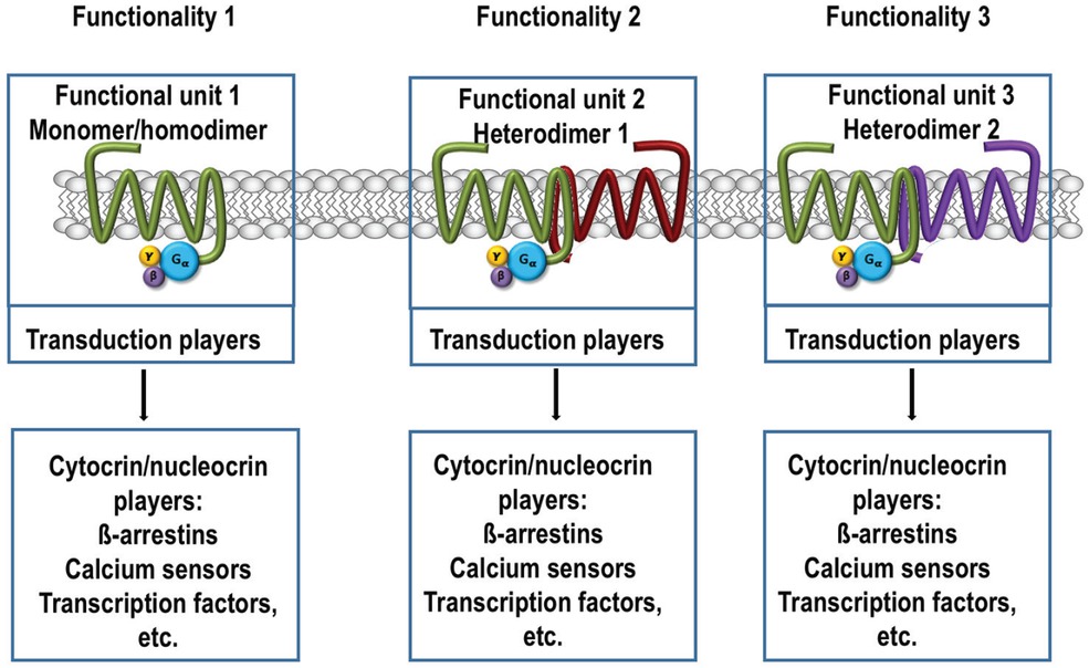 Figure 3 Scheme of biased receptor functionality. A same receptor (in green) in three different heteromeric contexts in a given system may lead to different signaling events using the same agonist. By definition (34), the function of a given heteromer is different of that displayed by the constituting receptors when expressed alone (i.e. in monomeric form). Different heteromeric contexts correlate with different conformations and may occur even in the same system (a given cell). Conformation of the green receptor depends on interactions with other receptors but also on membrane lipid composition, adapter proteins and cellular transmembrane environment. Proteins that interact with the GPCR once it is in active form are considered members of the cytocrin machinery.