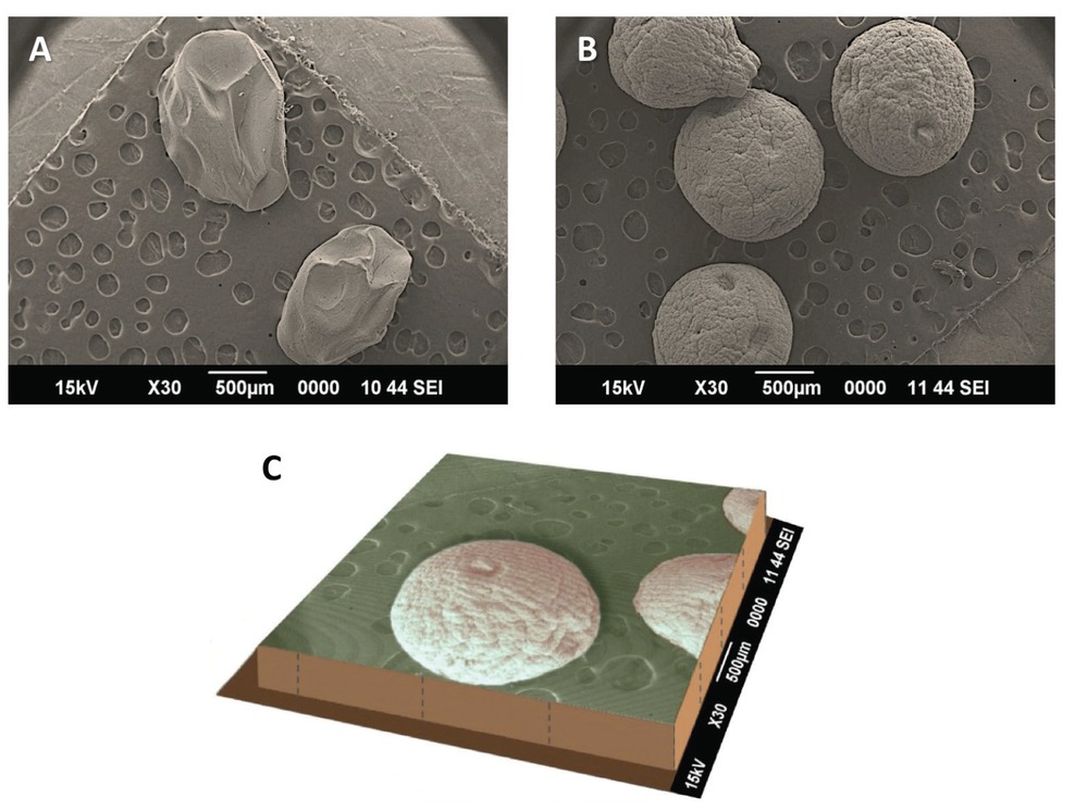Figure 1 (A) Beads made of alginate depicted as a control; (B) Microspheres made of Portulaca-alginate-epichlorohydrin (double crosslinked hydrogel beads); and: (C) Three dimensional representation of scanning electron micrograph depicting the overall shape and surface morphology of Portulaca-alginate-epichlorohydrin double crosslinked hydrogel beads encapsulating the anticancer agent 5-fluorouracil.