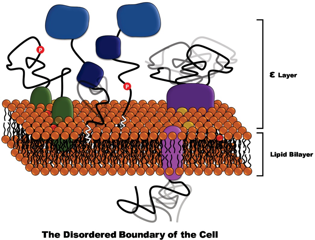 Figure 1 The disordered boundary of the cell. The e-layer is defined as the region occupied by the water soluble IDPs tethered to the membrane surface. Due to the high local concentration of the IDPs, the properties of the e-layer are not just the sum of the features of the individual proteins, in the same way as the properties of the lipid bilayer are not the sum of the features of individual lipids. The coupling between the e-layer and the underlying membrane in the DBC is reminiscent of the coupling between the polar headgroups and the hydrophobic lipid interior. Analogous to the distinct environment provided by the lipids to integral membrane proteins, the ε-layer also provides a singular environment for folded domains that are immersed in it, although the nature of the interactions is indeed very different in the hydrophobic core of the membrane and the hydrophilic e-layer.