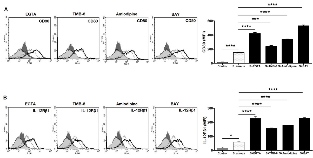 Figure 1 Calcium differentially regulates expression of T cell co-stimulatory molecules on macrophages during S. aureus infection. Murine J774 macrophages were incubated with either EGTA or TMB-8 or BAYK8664 or amlodipine for 2h followed by infection with 20 MOI S. aureus infection for 24h. Cells were stained with anti-CD80-PE (Panel A) or anti-IL-12Rβ1-PE (Panel B) and analyzed by flow cytometry. Shaded histograms represent unstimulated control, dark shaded represents treatments with calcium modulators only, thin line represents infection with S. aureus and the thick line represents treatment with indicated calcium modulator followed by infection with S. aureus. Data from one of three independent experiments are shown. Bar graphs adjacent to the histograms show Mean Fluorescent Intensity (MFI) of individual groups. Controls represent unstimulated cells. Data represent the mean ± SD of three independent experiments. S indicates S. aureus infection. For Panel A (CD80), P-value between Control and S. aureus is p<0.0001; S. aureus vs S. aureus + EGTA is p <0.0001; S. aureus vs S. aureus + TMB 8 is p=0.006; S. aureus vs S. aureus + Amlodipine is p<0.0001; S. aureus vs S. aureus + BAY is p<0.0001. For Panel B (IL-12Rβ1), P-value between Control vs S. aureus is p=0.0129; S. aureus vs S. aureus + EGTA is p<0.0001; S. aureus vs S. aureus + TMB8 is p<0.0001; S. aureus vs S. aureus + Amlodipine is p<0.0001 and S. aureus vs S. aureus + BAYK8664 is p<0.0001.