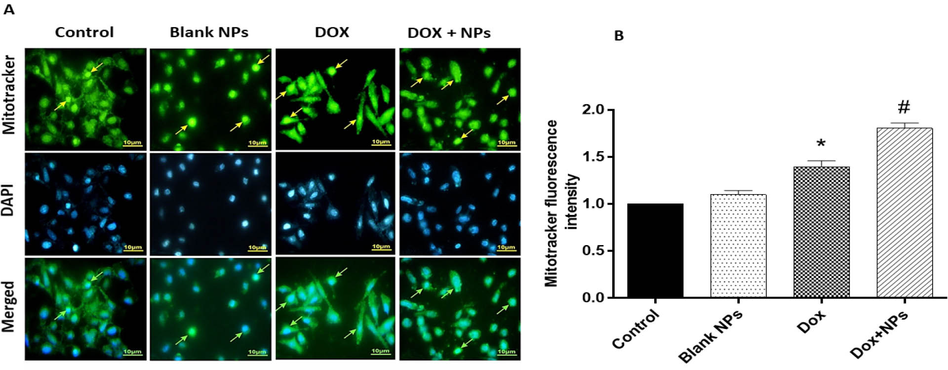 Figure 5 The effects of treatment with free DOX, DOX-nanocarrier (DOX + NPs), and free nanocarrier (Blank NPs) on apoptosis in MCF-7 cells after 48 hours. A. Percentage of apoptotic cells revealed by MitoTracker Green assay, with representative photomicrographs with the nucleus of apoptotic cells labeled in light brown. B. Quantitative analysis of MitoTracker fluorescence intensity in groups. The results are expressed as mean ± SD values from at least 3 independent experiments. * P < 0.05 for DOX treated group in comparison to control group, # P < 0.05 for DOX+NPs treated group in comparison to DOX group.