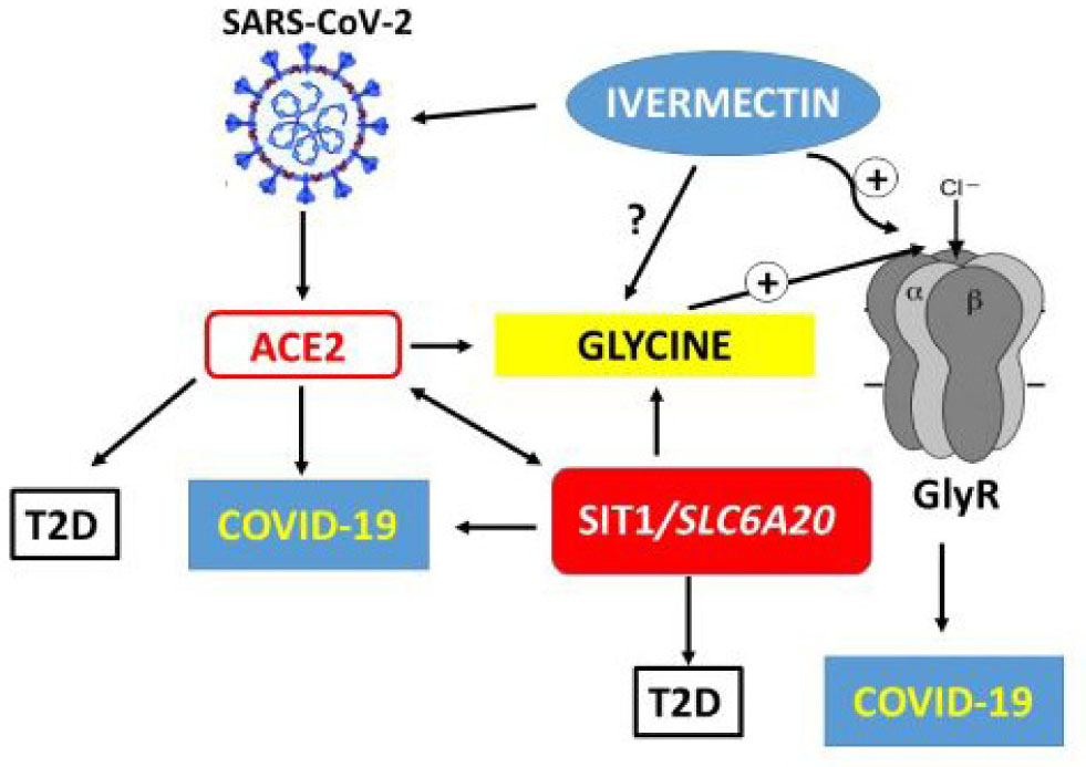 Figure 2 Schematic representation of a potential role of SLC6A20 protein product SIT1 in regulation of glycine levels as well as in treatment of COVID-19 and Type 2 diabetes (T2D). The interaction of SIT1 with the ACE2 receptor for SARS-CoV-2 (6) as well as with the risk and traits of T2D (38) were proposed; The SIT1 transporter is involved in the transport of amino acids, including glycine (3), which appears to have beneficial effects against the proinflammatory cytokine secretion induced by SARS-CoV-2 infection (53) and in prognosis of T2D (82); Ivermectin, as a partial agonist of glycine-gated chloride channels, was recently suggested to interfere with the COVID-19 cytokine storm by inducing the activation of glycine receptors (GlyR) (77).