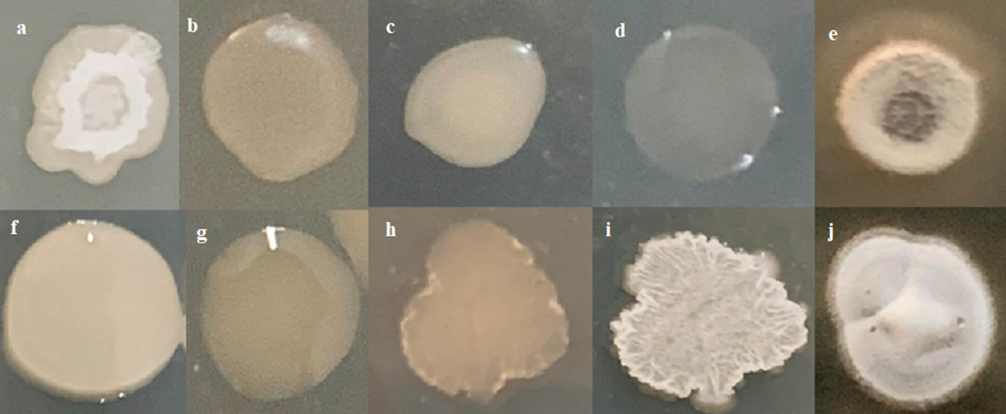 Figure 1 
                  Comparison of colony morphology of wild and mutant strains. (a) – B. subtilis BRBac4 (wild); (b, c, and d) – mutants of B. subtilis BRBac4 (b-M4, c-M6, d-M-8), (f) – B. siamensis BRBac21 (wild); (g, h, and i) mutants of B. siamensis BRBac21 (g – M2, h – M10, i – M12), (e) – S. cavourensis BRAcB10 (wild); (j) – mutant of S. cavourensis BRAcB10.
               