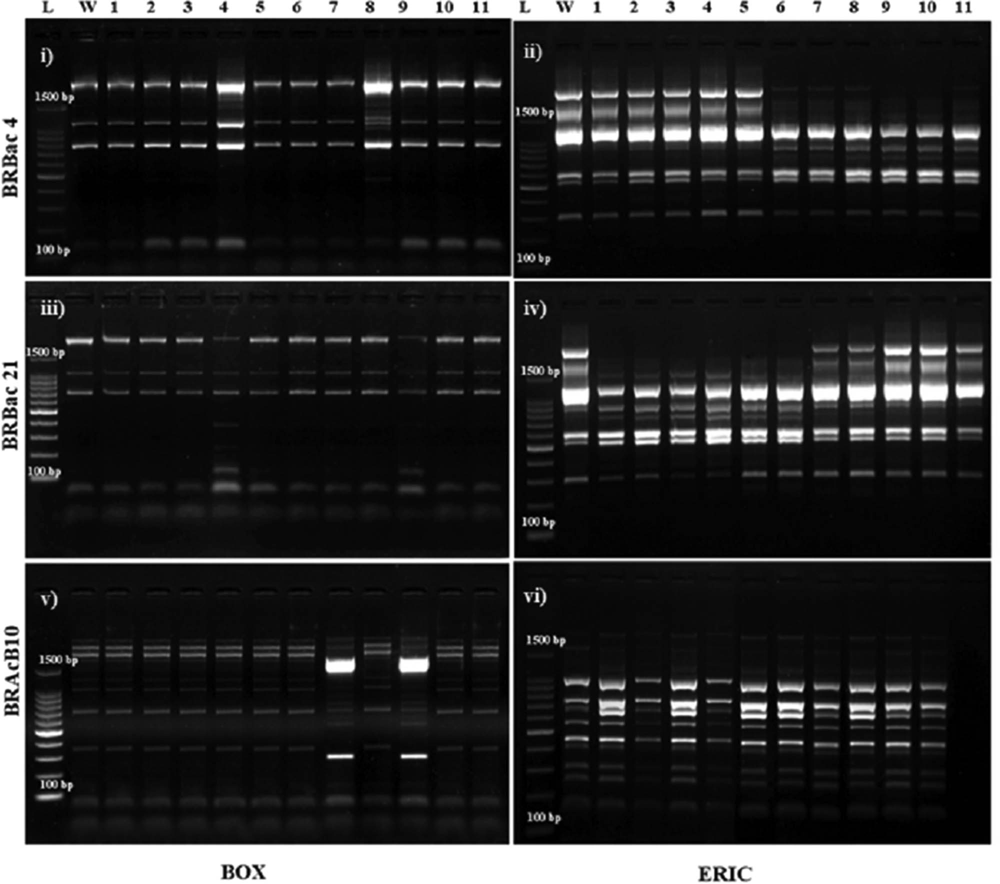 Figure 2 
                  ERIC, BOX fingerprinting pattern in wild and mutants strains of B. subtilis BRBac4, B. siamensis BRBac21, and S. cavourensis BRAcB10. BOX (i), ERIC (ii) of B. subtilis BRBac4 and their respective mutants. Lanes 1–11 (1-M1, 2-M2, 3-M3, 4-M4, 5-M5, 6-M6, 7-M7, 8-M8, 9-M9, 10-M10, and 11-M11). BOX (iii), ERIC (iv) of B. siamensis BRBac21 and their respective mutants. Lanes 1– 11 (1-M1, 2-M2, 3-M3, 4-M4, 5-M5, 6-M6, 7-M7, 8-M8, 9-M9, 10-M10, and 11-M11). BOX (v), ERIC (vi) of S. cavourensis BRAcB10 and their respective mutants. Lanes 1–14 (1-M1, 2-M2, 3-M3, 4-M4, 5-M5, 6-M6, 7-M7, 8-M8, 9-M9, 10-M10, and 11-M11); Lane W – Wild strains, L – 100 bp DNA Ladder.).
               