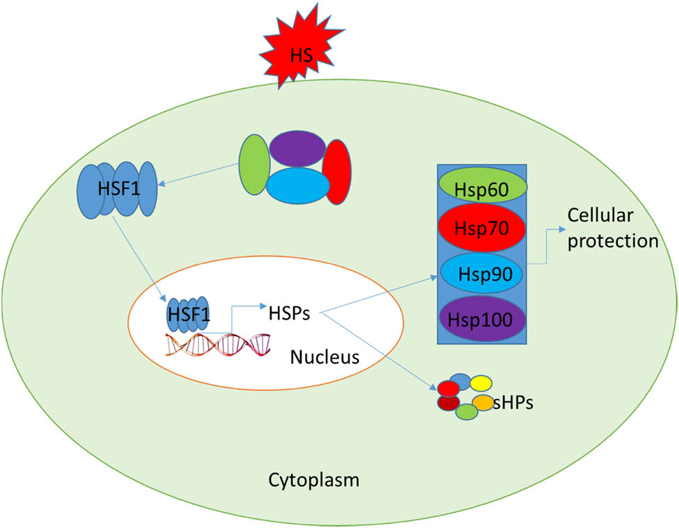 Figure 1 
                  Expression of HSPs in mammalian cells. The regulation of HSPs by heat shock factor 1 (HSF1) both under normal and heat shock results in the expression of small HSPs, Hsp60, Hsp70, Hsp90, and Hsp100 as protective tools inside the cellular system.
               