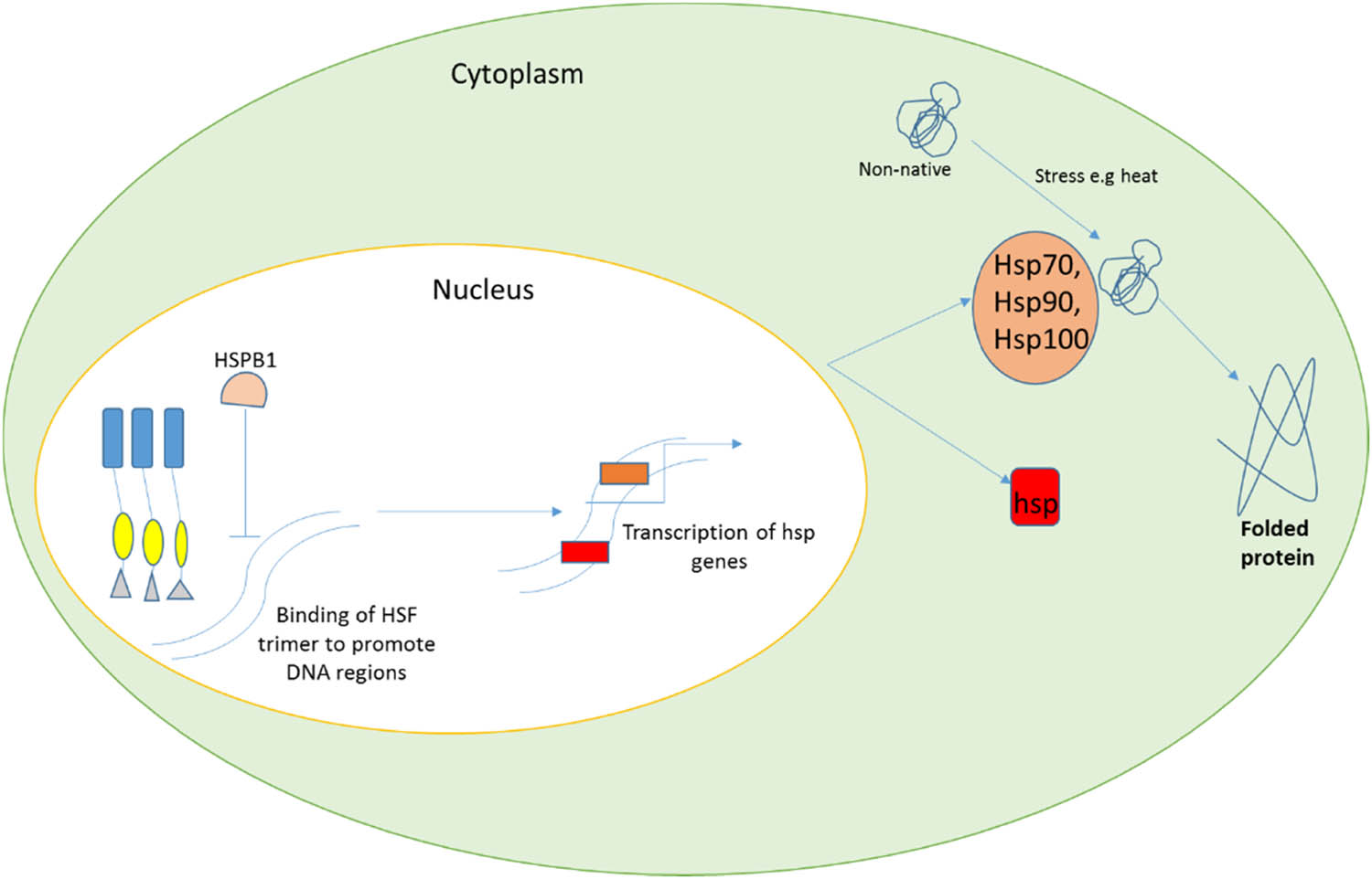 Figure 2 
                  Transcriptional regulation of HSPs by HSF. The expression of Hsps 70, 90, and 100 helps in the stabilization of newly synthesized proteins. Hspb1 binds to HSF to promote the synthesis of HSPs.
               