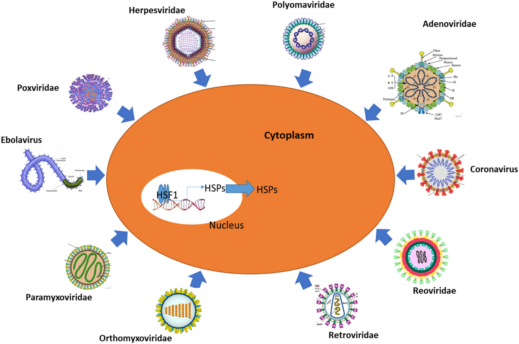 Figure 3 
                  Some of the viruses that activate the expression of HSPs in human cells. HSF1 activates the expression of HSPs in response to foreign substances such as viruses, adapted from ref. [46].
               