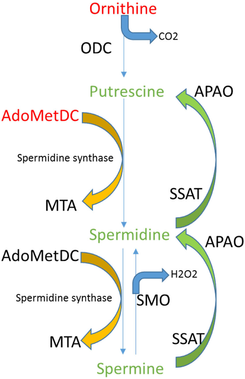 Figure 4 
                  Biosynthesis of polyamines in humans. Both ornithine and S-adenosylmethionine are precursors of polyamine synthesis such as putrescine, spermidine, and spermine. Abbreviations: AdoMetDC, S-adenosylmethionine decarboxylase; ODC, ornithine decarboxylase; MTA, methylthioadenosine; SSAT, Spermidine/spermine-N(1)-acetyltransferase; SMO, spermine oxidase; and APAO, acetylpolyamine oxidase.
               