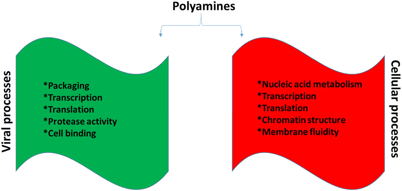 Figure 5 
                  Summary of polyamines in cellular and viral processes.
               