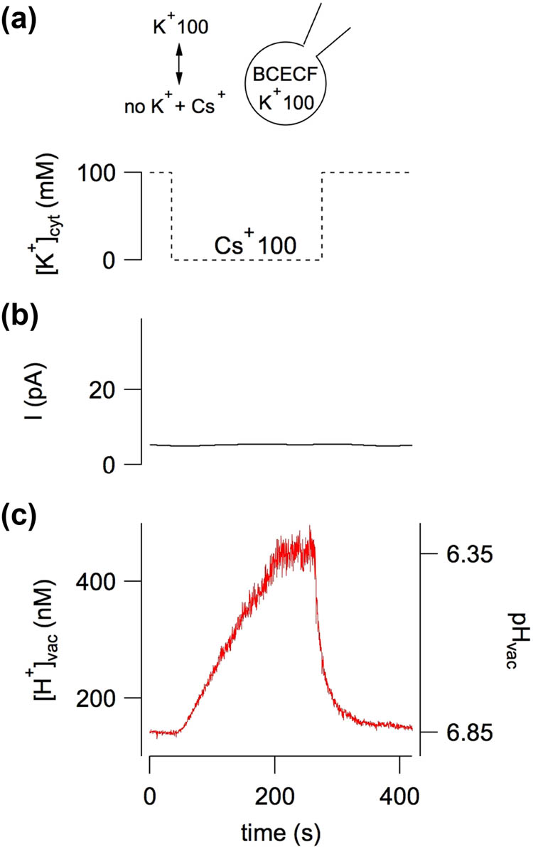Figure 1 
               A cytosol-directed potassium gradient induced vacuolar acidification. (a) Schematic representation of cytosolic potassium removal (100 mM K+) and substitution with an equimolar amount of cesium (no K+ + Cs+) versus time. The dotted lines indicate the switching of the bath solution irrespective to the real change rate due to the perfusion system. (b) Current, recorded by the patch-clamp technique applied on a vacuole isolated from Arabidopsis mesophyll cells, did not change. (c) Luminal concentration of potassium, detected by the proton-sensitive fluorescent dye BCECF loaded inside the vacuole through a patch pipette, increased significantly after K+ removal. Modification of Figure 1, from Gradogna et al. [57], New Phytologist, 229:3026–36, reprinted by permission from John Wiley and Sons (license number 5236600128835).
            