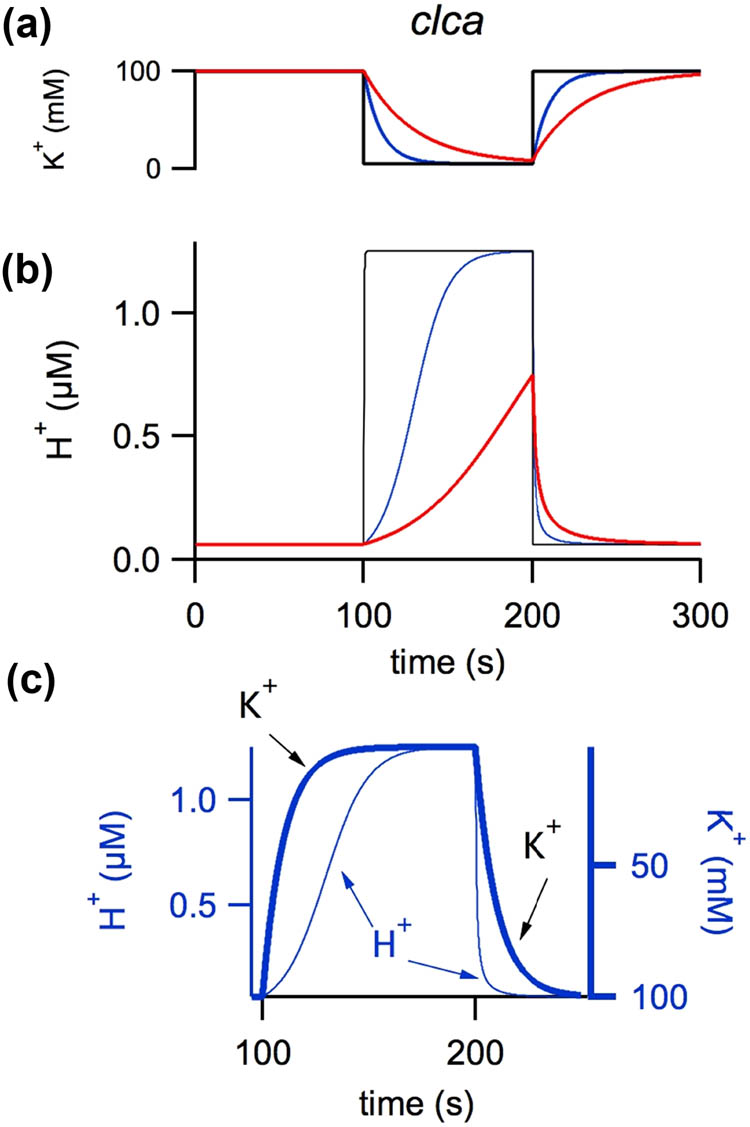 Figure 2 
               Simulation of the vacuolar acidification mediated by NHXs induced by a cytosol-directed potassium gradient. (a) Change in cytosolic potassium. (b) Corresponding response in luminal proton concentration variation. Traces in A were calculated considering instantaneous perfusion (black line) or a perfusion system with a time constant of 10 (blue line) or 30 s (red line). Traces in B were calculated using equation (1). (c) Superimposition of cytosolic potassium concentration (thick blue line) and luminal proton concentration to favor a direct comparison. Modification of Figure S9 from Gradogna et al. [57], New Phytologist, 229:3026–36, reprinted by permission from John Wiley and Sons (license number 5236600128835).
            