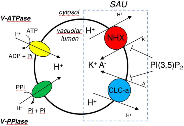 Figure 4 
               Schematic representation of the key players in vacuolar salt uptake. A salt accumulation unit is formed by NHXs together with CLC-a. V-ATPase: vacuolar H+-ATPase; V-PPiase: vacuolar H+-pyrophosphatase. A−, H+, and K+ indicates, respectively, anions, protons, and potassium ions; the dimension of the letters is proportional to their concentration. Modification of Figure 6c from Gradogna et al. [57], New Phytologist, 229:3026–36, reprinted by permission from John Wiley and Sons (license number 5236600128835).
            
