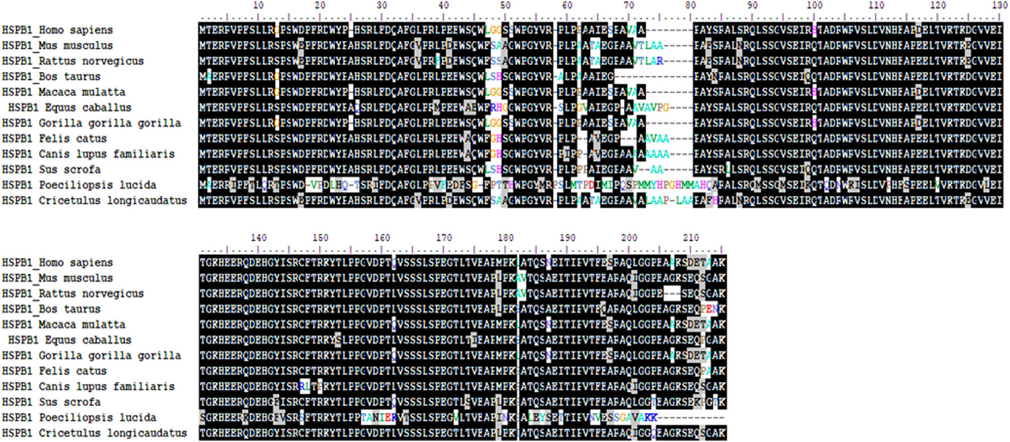 Figure 3 
                  Sequence alignment of mammalian HSP27 from 12 different mammalian species (amino acid residues 1–215); Homo sapiens (human), Mus musculus (Mouse), Sus scrofa (pig), Bos taurus (cow), Macaca mulatta (Rhesus macaque), Equus caballus (Horse), Gorrilla gorilla (Gorilla), Felis catus (Cat), Canis lupus (Dog), Poeciliopsis lucida (Desert topminnow), Cricetulus longicaudatus (Chinese Hamster), and Rattus norvegicus (laboratory rat) to show 161 the similarities between the protein sequences [37].
               