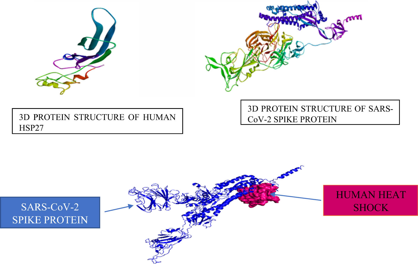 Figure 4 
                  The image shows a 3D model showing the interaction between SARS-CoV-2 spike proteins and the human HSP27 [40,39].
               