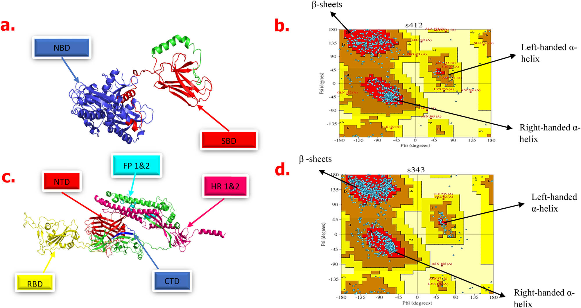 Figure 6 
                  3D structures of the human HSPA8 and SARS-CoV-2 spike protein. (a) 3D structure of human HSPA8 obtained from Phyre 2 as visualized by PyMOL indicating the N-terminal NBD and SBD. (b) Ramachandran plot for human HSPA8. (c) 3D structure of the SARS-CoV-2 spike protein obtained from Phyre 2 as visualized by PyMOL indicating RBD, C-terminal domain, N-terminal domain, fusion peptides (FP1 and FP2), and HR units (HR1 and HR2). (d) Ramachandran plot for SARS-CoV-2 spike protein obtained from PDBsum [44,39].
               