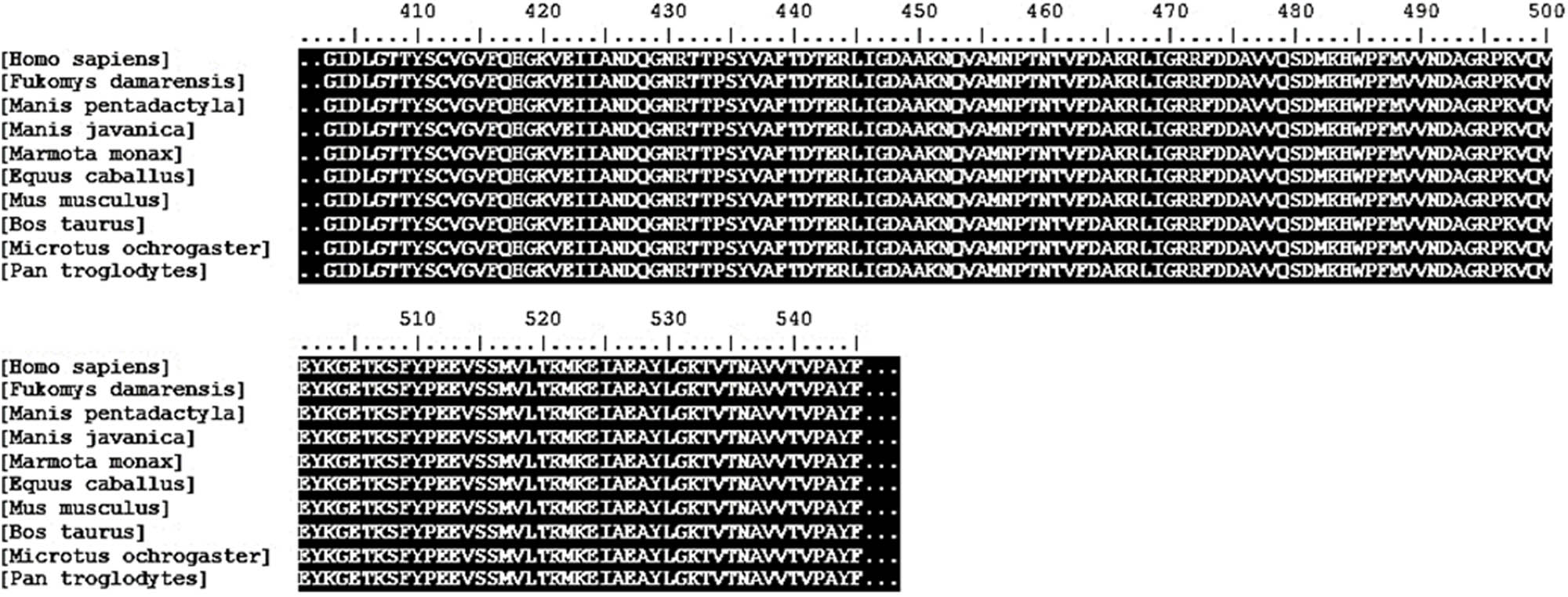 Figure 7 
                  Sequence alignment of HSPA8 from 10 different mammalian species (amino residues 403–545); Homo sapiens, Fukomys damarensis, Manis javanica, Marmota monax, Equus caballus, Mus musculus, Bos taurus, and Microtus ochrogaster [37].
               