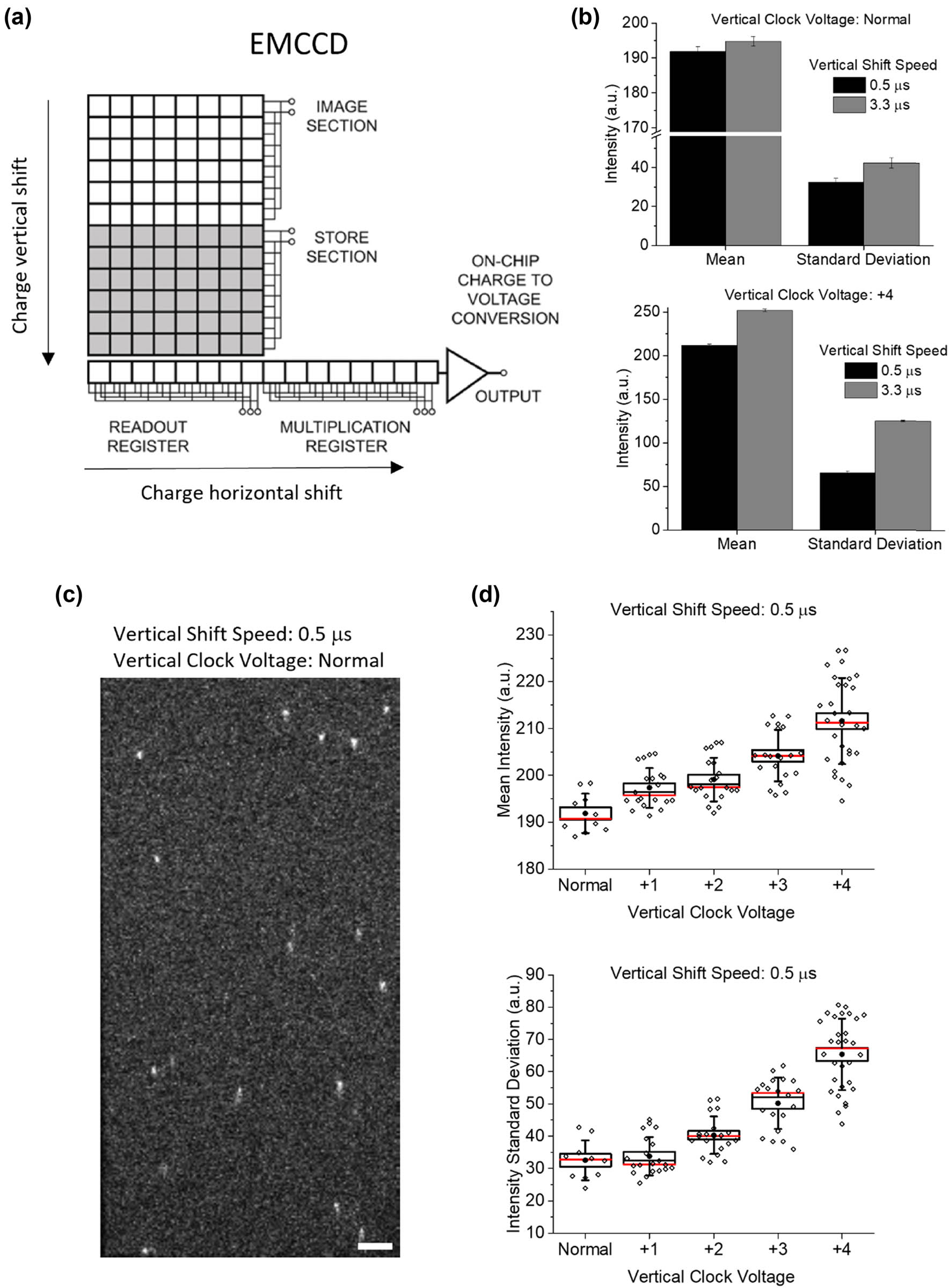 Figure 2 
                  Single-molecule imaging requires optimization of camera parameters. (a) Redout scheme of an EMCCD. The charges accumulated in the image section are shifted in the store section and towards the readout register (vertical shift), where are led to the multiplication register (horizontal shift) and finally to the voltage converter. Image reprinted with permission from [38] (Copyright © 2020 Oxford Instruments plc, Tubney Woods, Abingdon, Oxon OX13 5QX, UK All Rights Reserved). (b) Mean and standard deviation of the pixel intensities detected in non-illuminated EMCCD areas with different redout parameters (vertical shift speed and clock voltage, as stated on the graphs). Data are mean ± SEM obtained from 10 to 30 measurements from two independent repetitions. (c) Effect of spot smearing observed on single dye molecules when a high vertical speed is used but voltage amplitude is not sufficient for efficient charge shifting. (d) Mean (top) and standard deviation (bottom) of the pixel intensities detected in non-illuminated EMCCD areas using a vertical shift speed of 0.5 μs and different clock voltages. Box: SEM; whisker: SD; red line: median; filled circle: mean; empty diamonds: individual measurements, from two independent repetitions.
               