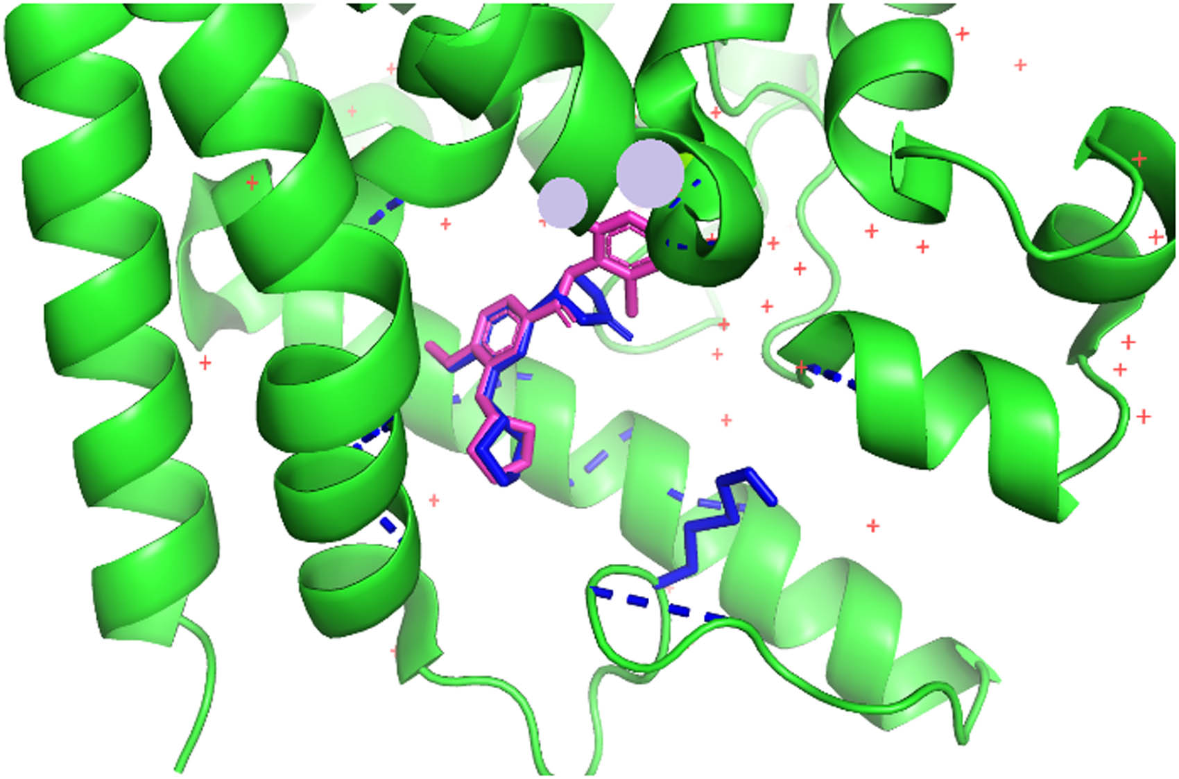 Figure 3 
                  Comparison between the crystalline structure of piclamilast (in magenta) with pose 1 of the docking of rolipram (in blue). Part of the catalytic site of PDE4B with part of the flexible residues is visible in green.