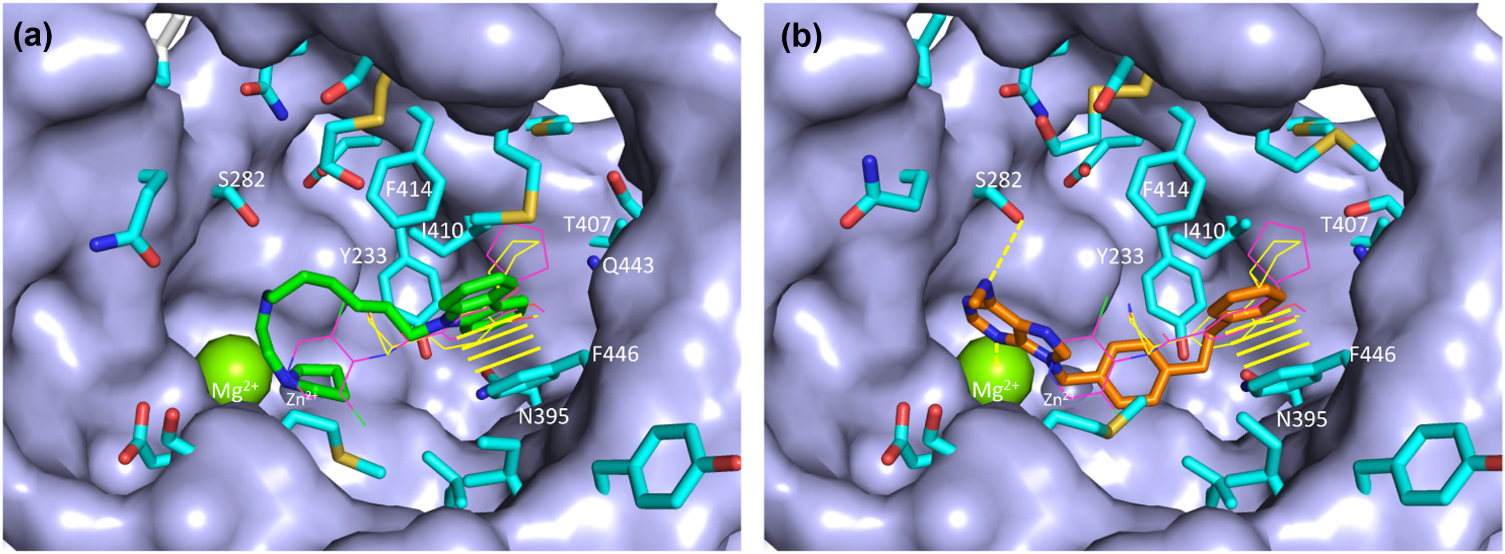 Figure 4 
                  Docking of compounds 3 and 16 in the active site of PDE4B. Compound 3 (pose 3 in (a)) is shown with carbons in green, and compound 16 (pose 1 in (b)) with carbons in orange. The molecular surface of PDE4B is displayed in light blue, and the flexible side chains with carbons in magenta, of which the ones interacting with the ligands are labeled. Strong interactions and hydrogen bonds are indicated with dashed yellow lines and π–π interactions with transversal yellow lines. Rolipram and piclamilast are shown in lines with carbons in yellow and magenta, respectively.