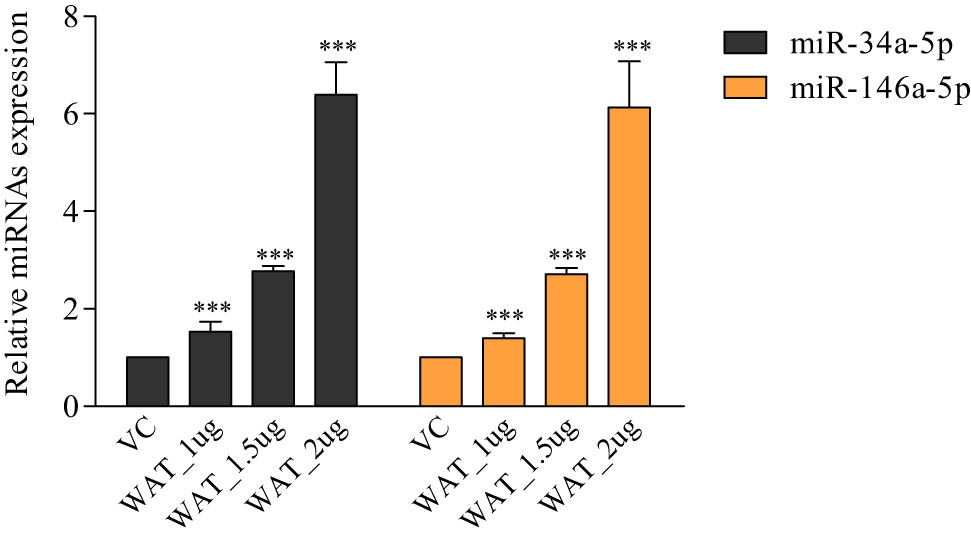 Figure 3 
                  Quantitative RT-PCR analysis of lead miRNAs in WA-treated TNBC cells. The miR-34a-5p and miR-146a-5p expression profiles in WA-exposed MDA-MB-231 cells. Results were compared with vehicle (0.1% DMSO)-treated test cells. VC: vehicle (0.1% DMSO)-treated samples. WAT_1µg: WA-treated samples at 1 µg concentration. WAT_1.5 µg: WA-treated samples at 1.5 µg concentration. WAT_2 µg: WA-treated samples at 2 µg concentration. The qRT-PCR was performed in triplicate (n = 3).
               