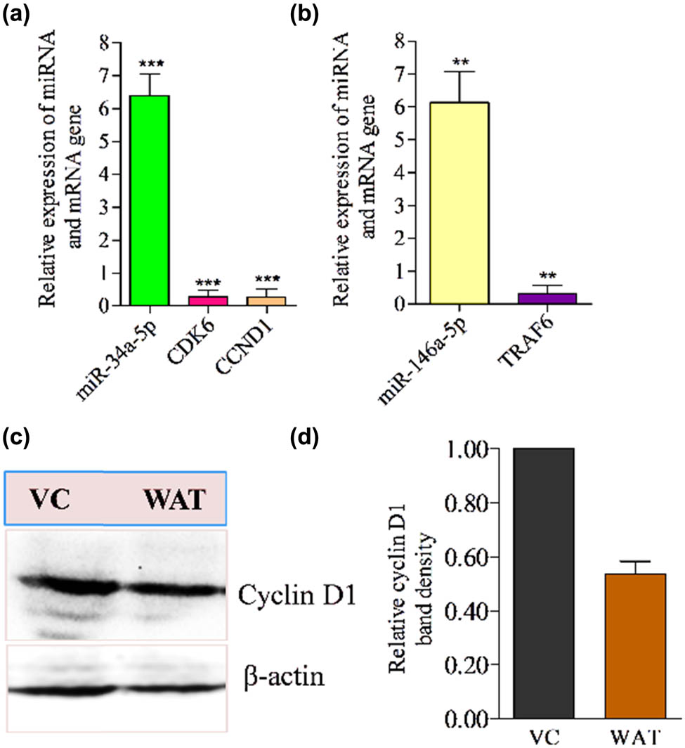 Figure 5 
                  Quantitative RT-PCR analysis of lead miRNAs and western blotting analysis of cyclin D1 in WA-treated TNBC cells. (a) Anti-correlation between miR-34a-5p and their target gene (CDK6 and CCND1). (b) Anti-correlation between miR-146a-5p and its target gene (TRAF6) in WA-treated MDA-MB-231 cells. (c) Western blot results of cyclin D1 in WA-treated MDA-MB-231 cell samples. (d) Densitometry of cyclin D1 protein band. Results were compared with vehicle (0.1% DMSO) treated test cells. The qRT-PCR and western blot experiments independently were performed in triplicate (n = 3).
               