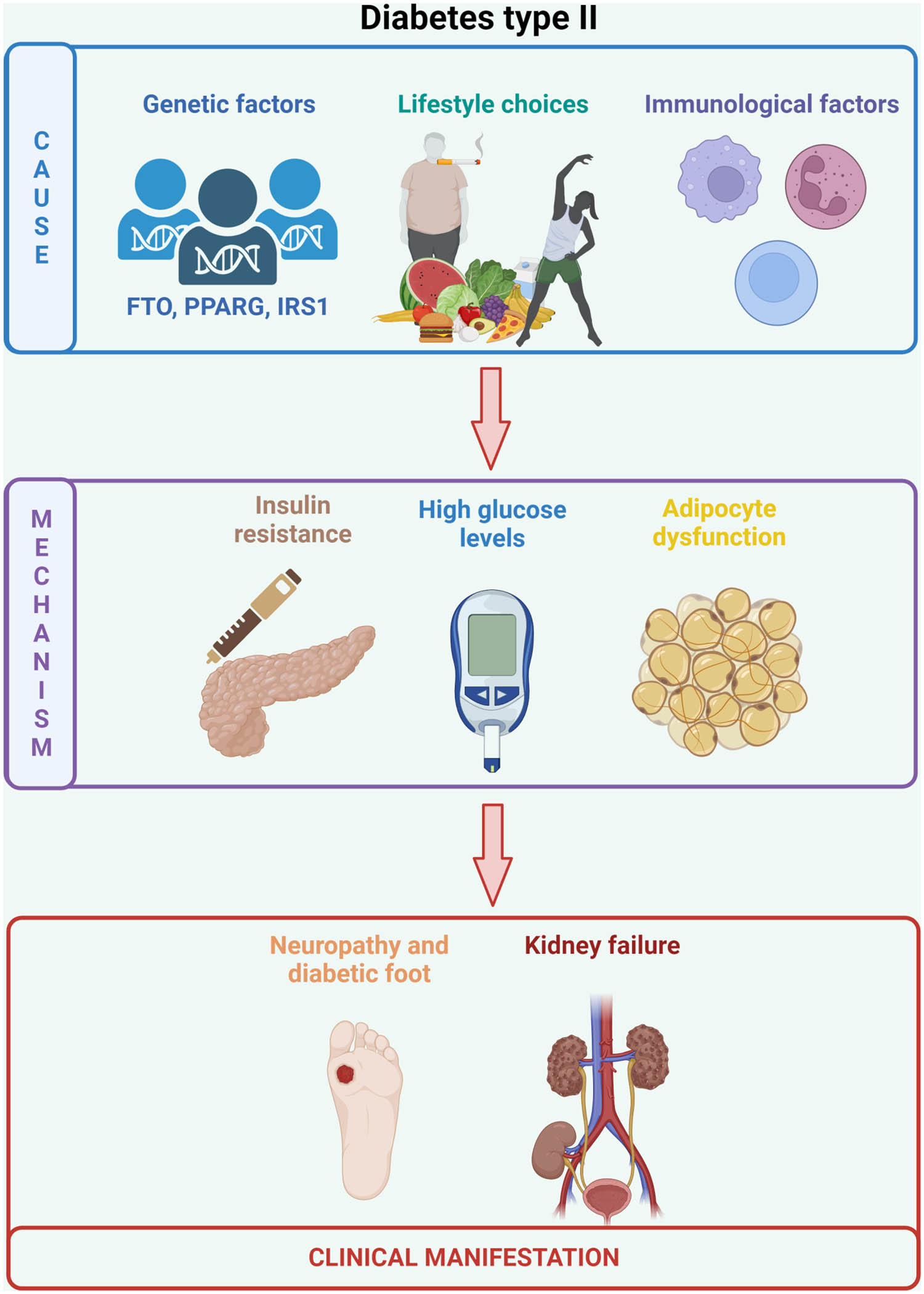 Figure 1 
               Causes of T2DM and some of the consequences connected to the disease. T2DM causation is an overlap of genetic predispositions (related to genes such as FTO, IRS1, and PPARG, but also TCF7L2, ABCC8, and HNF1A), lifestyle (e.g., high body mass index, active smoking, poor diet, and lack of sleep), and immunological factors (e.g., interleukin-6 [IL-6], C-reactive protein, plasminogen activator inhibitor, and tumor necrosis factor). T2DM is characterized by insulin resistance, high glucose levels (fasting glucose >126 mg/dL and glucose tolerance >200 mg/dL), and adipocyte dysfunction (related to extensive hypertrophy, hyperplasia, inflammation, and senescence). The most common clinical manifestations include neuropathies and kidney failure, but patients may also suffer from coronary and vascular diseases, lung diseases, depression, or epilepsy. Figure created using BioRender.
            