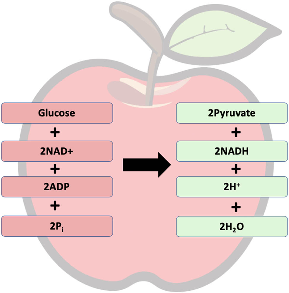 Figure 1 
                  Glycolysis equation. Inspired by Copeland and Turner [58]. The glycolysis equation: 
                        
                           
                           
                              Glucose
                              +
                              2
                              
                                 
                                    NAD
                                 
                                 
                                    +
                                 
                              
                              +
                              2
                               ADP
                              +
                              2
                              pi
                              2
                              →
                              2
                              pyruvate
                              +
                              2
                              NADH
                              +
                              2
                              
                                 
                                    H
                                 
                                 
                                    +
                                 
                              
                           
                           {\rm{Glucose}}+2{{\rm{NAD}}}^{+}+2{\rm{ADP}}+2{\rm{pi}}2\to 2{\rm{pyruvate}}+2{\rm{NADH}}+2{{\rm{H}}}^{+}
                        
                      + 2ATP + 2H2O.
               