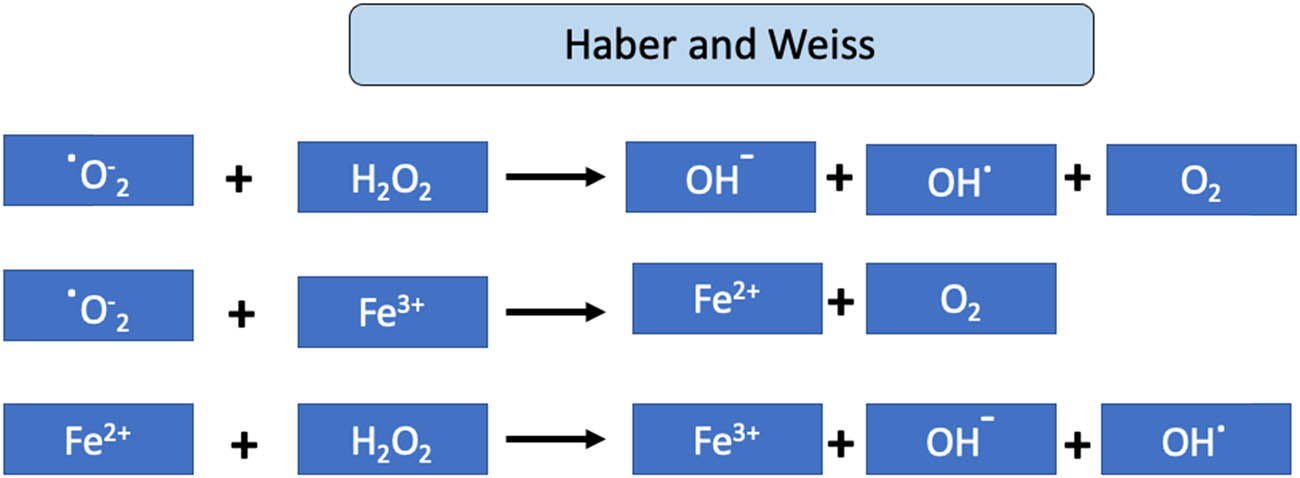 Figure 4 
                  Haber and Weiss reaction. Inspired by Koppenol [113]. The reaction associates iron with the production of ROS where 
                        
                           
                           
                              ˙
                              
                                 
                                    O
                                 
                                 
                                    2
                                 
                                 
                                    −
                                 
                              
                           
                            \textdotaccent {\text{O}}_{2}^{-}
                        
                      is a key player participating in two main activities, ferric ion reduces to ferrous ion via the reaction with 
                        
                           
                           
                              ˙
                              
                                 
                                    O
                                 
                                 
                                    2
                                 
                                 
                                    −
                                 
                              
                           
                            \textdotaccent {\text{O}}_{2}^{-}
                        
                      to turn into OH˙ radicals.
               