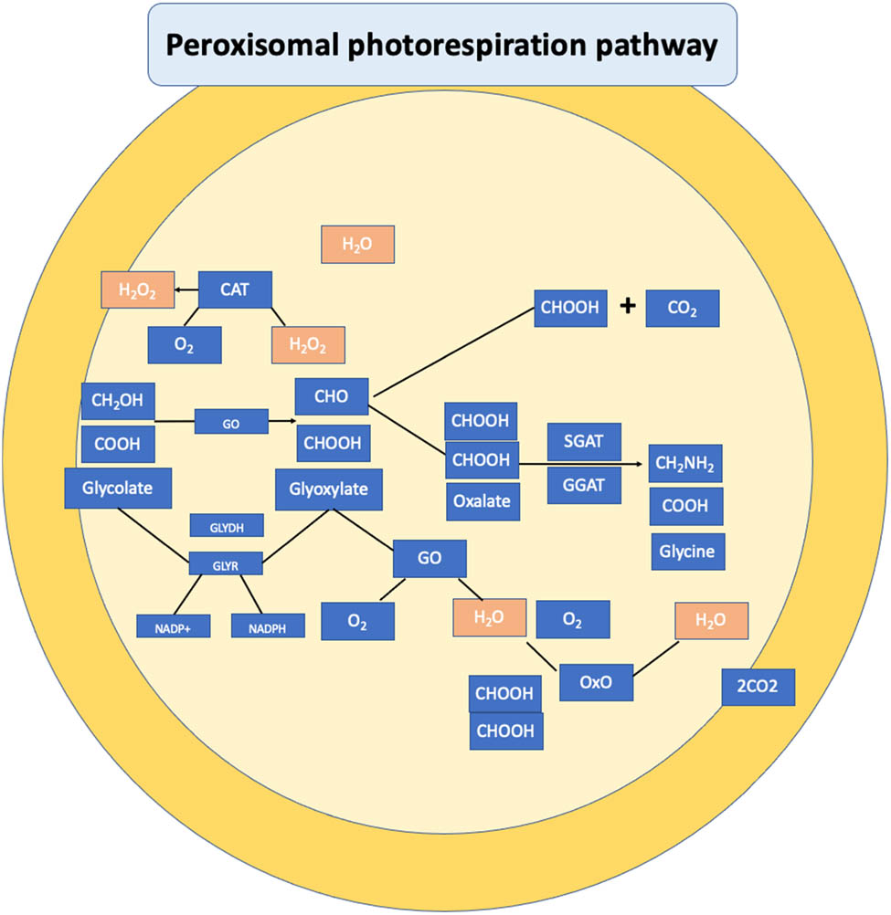 Figure 5 
                  Peroxisomal photorespiratory pathway. Model defined by Foyer et al. [119]. In the process of photorespiration, the peroxisomal pathway and its relationship with H2O2 as a signaling molecule play a crucial role. During the initial stages of photorespiration, ROS such as H2O2 engages in the formation of glycolate oxidase (GO), there is a correlation between the expression of serine: glyoxylate aminotransferase (SGAT) against pathogens and an increase in H2O2 yield through the enhancement of GO. Furthermore, glycolate and glyoxylate cycling also contribute to the formation of NADP+ and NADPH in conjunction with H2O2.
               