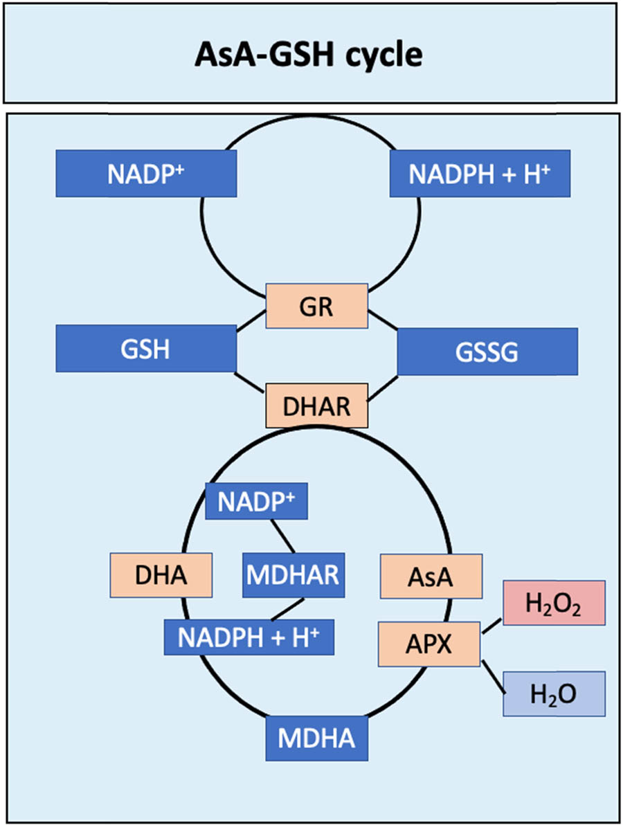 Figure 6 
                  AsA–GSH. Inspired by Foyer and Noctor [142]. Schematic illustration of AsA–GSH cycle, enzyme participation GR glutathione reductase, DHAR dehydroascorbate reductase, MDHAR, monodehydroascorbate, APX ascorbate peroxidase. The final product of the cycle is the reduction of H2O2 to H2O through APX.
               