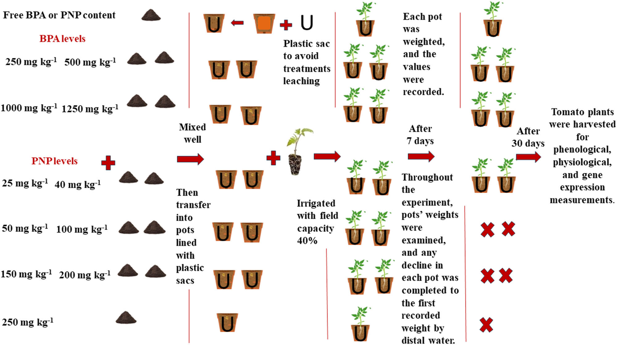 Figure 1
Schematic representation of soil preparation and experimental design.