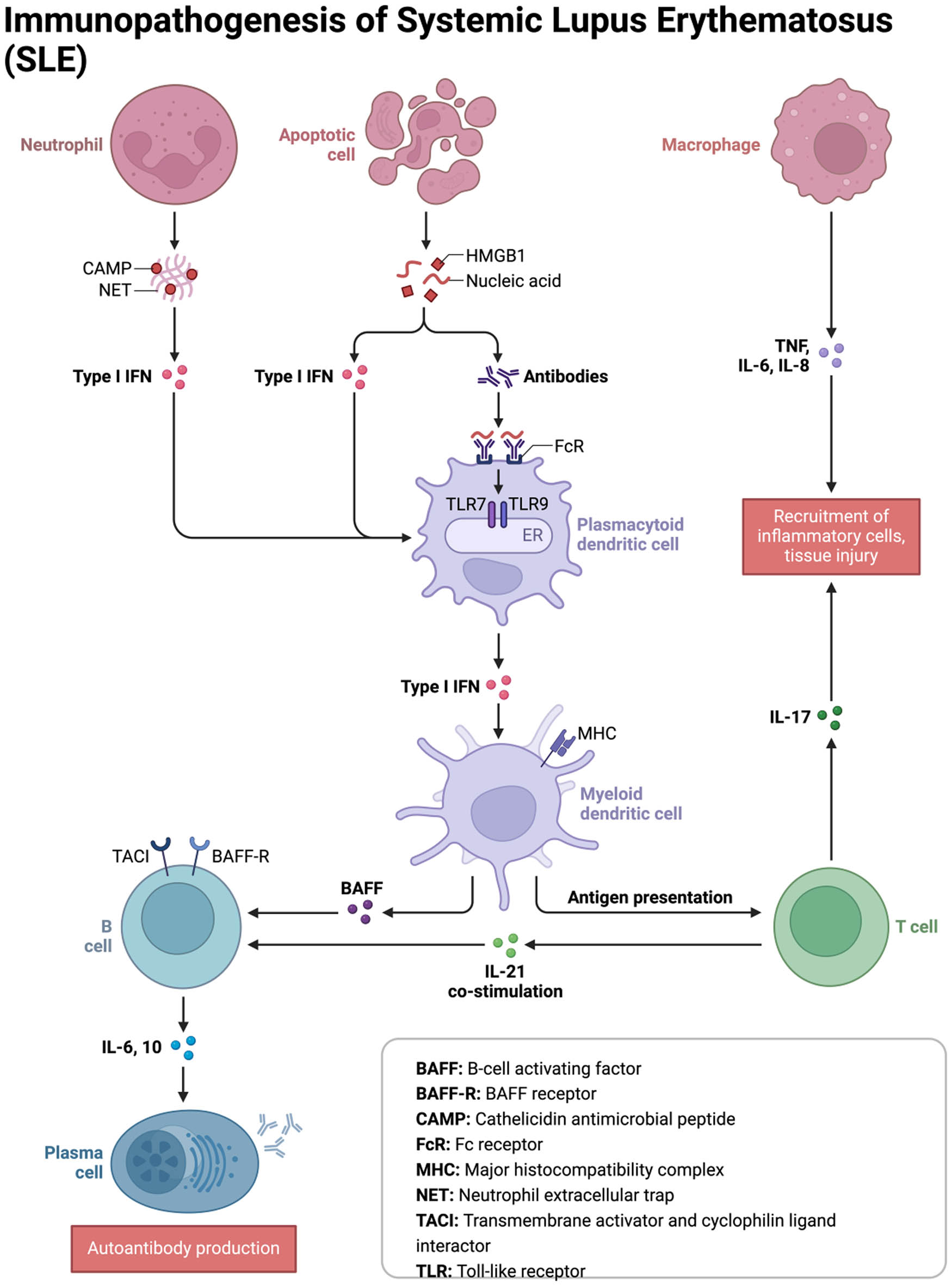 Figure 1
The immunopathogenesis of SLE. The figure provides an elaborate illustration of the SLE pathophysiology, emphasizing key modulators of the disease process.