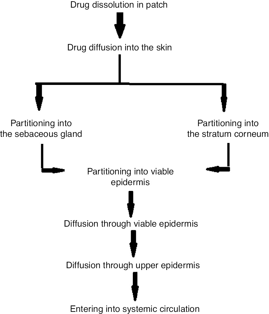 Figure 1: Drug absorption routing through the skin.