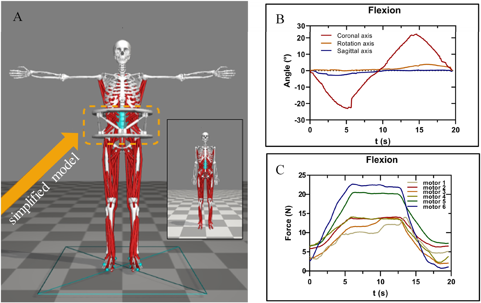 Figure 4:
The simulation of muscle force. The full human-machine interaction model (A). The curves of waist movement trajectories in the flexion (B). The curves of driver forces in the flexion (C), and each colour line represented the force of an actuator.